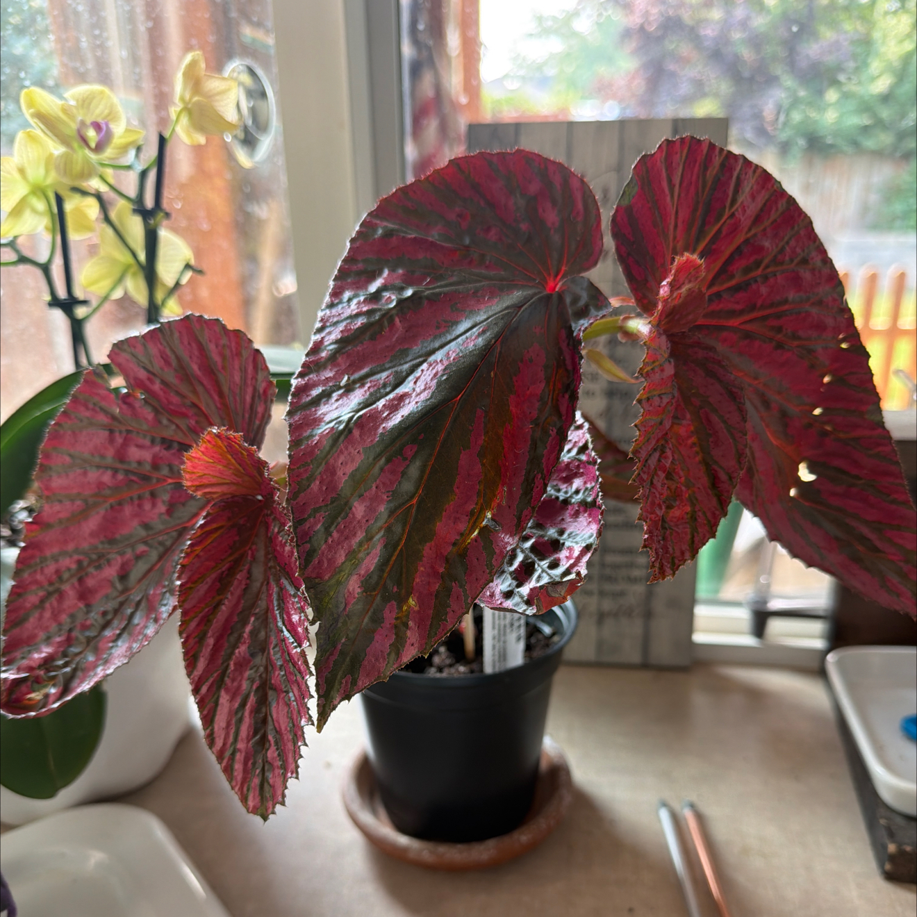 Photo of the plant species Begonia brevirimosa subsp. brevirimosa by @Effcovid named Robert Plant on Greg, the plant care app