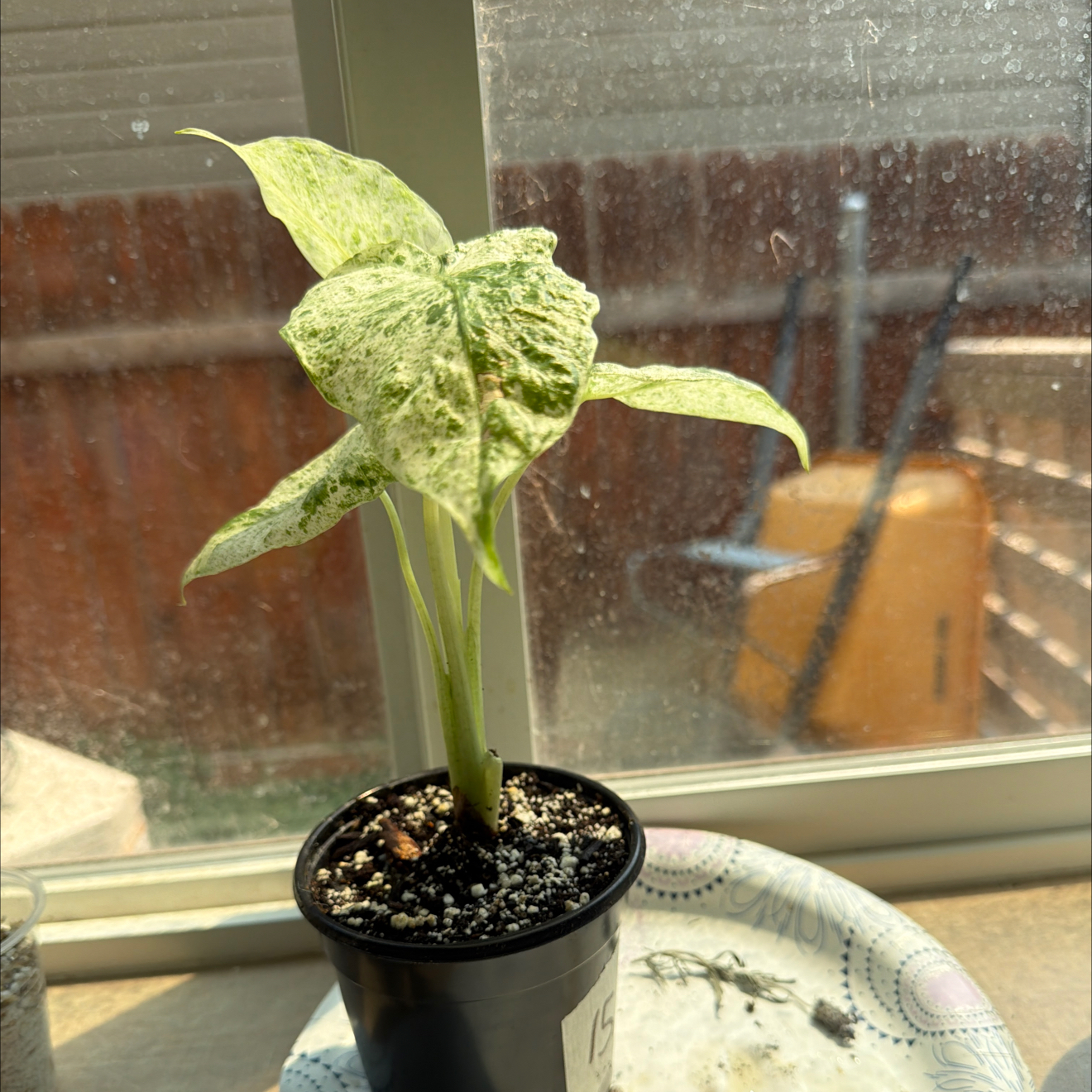 Photo of the plant species Alocasia Blizzard Elephants Ear by @Effcovid named Luna on Greg, the plant care app