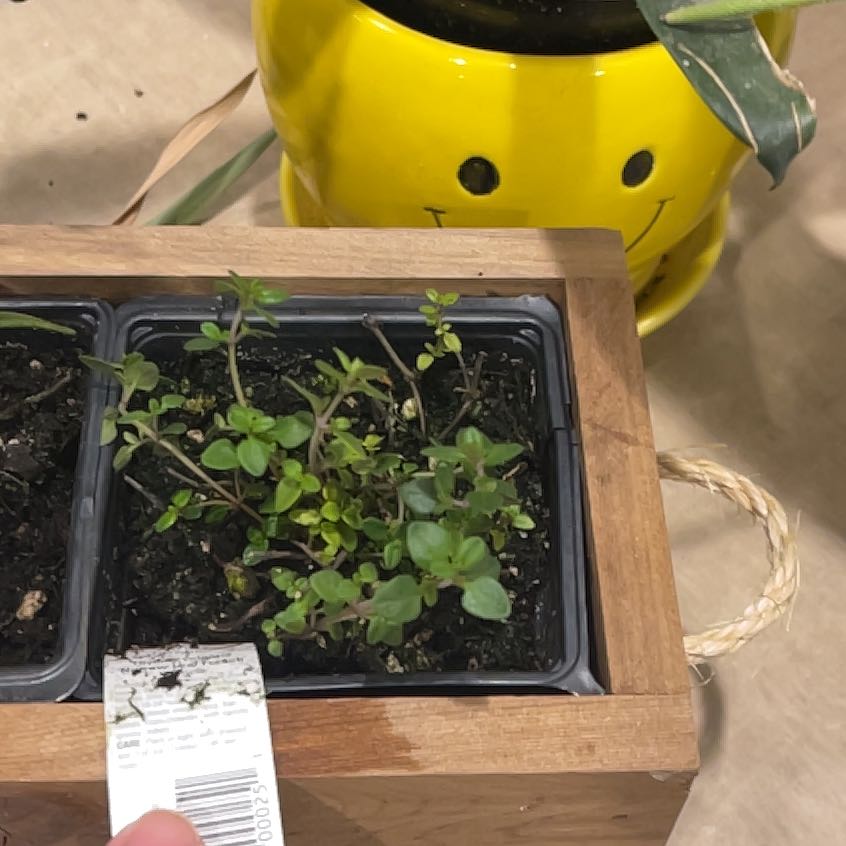 Multiple healthy thyme seedlings growing densely in a black plastic tray, with a yellow smiley face mug in the background.