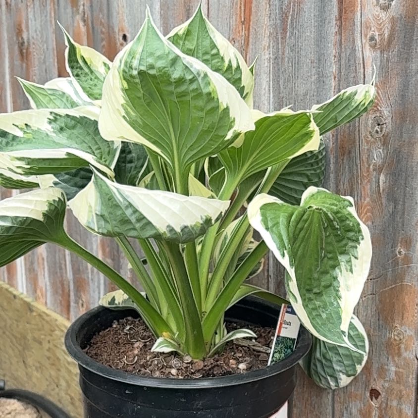 Photo of the plant species Sun Hosta by @Effcovid named Bella on Greg, the plant care app