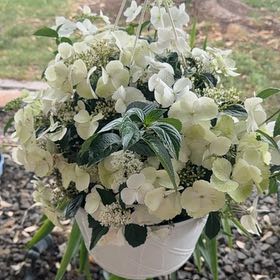 Photo of the plant species Fairytrail White Cascade Hydrangea by @Effcovid named Gates on Greg, the plant care app