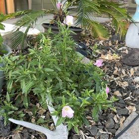 Photo of the plant species Showy Pink Evening Primrose by @Effcovid named Gregarious on Greg, the plant care app