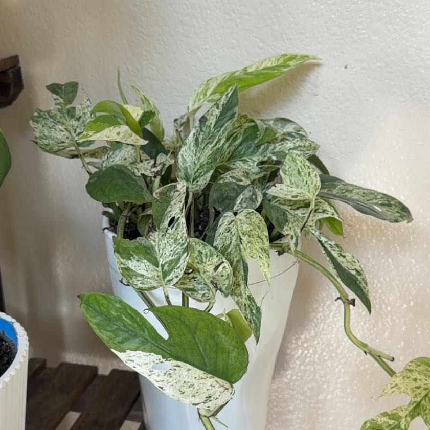 Photo of the plant species Marble Epipremnum Pinnatum by @Effcovid named Navajo on Greg, the plant care app