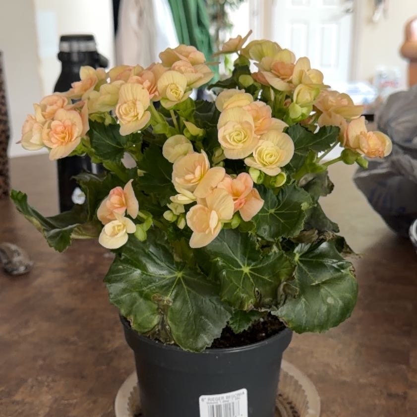 Photo of the plant species Rieger Begonia by @Effcovid named Sonora on Greg, the plant care app