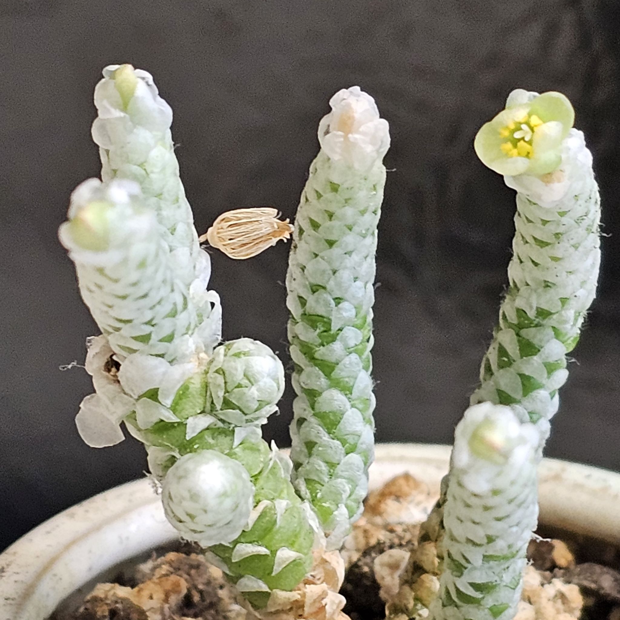 Photo of the plant species Avonia Buderiana by Vali named Coco on Greg, the plant care app