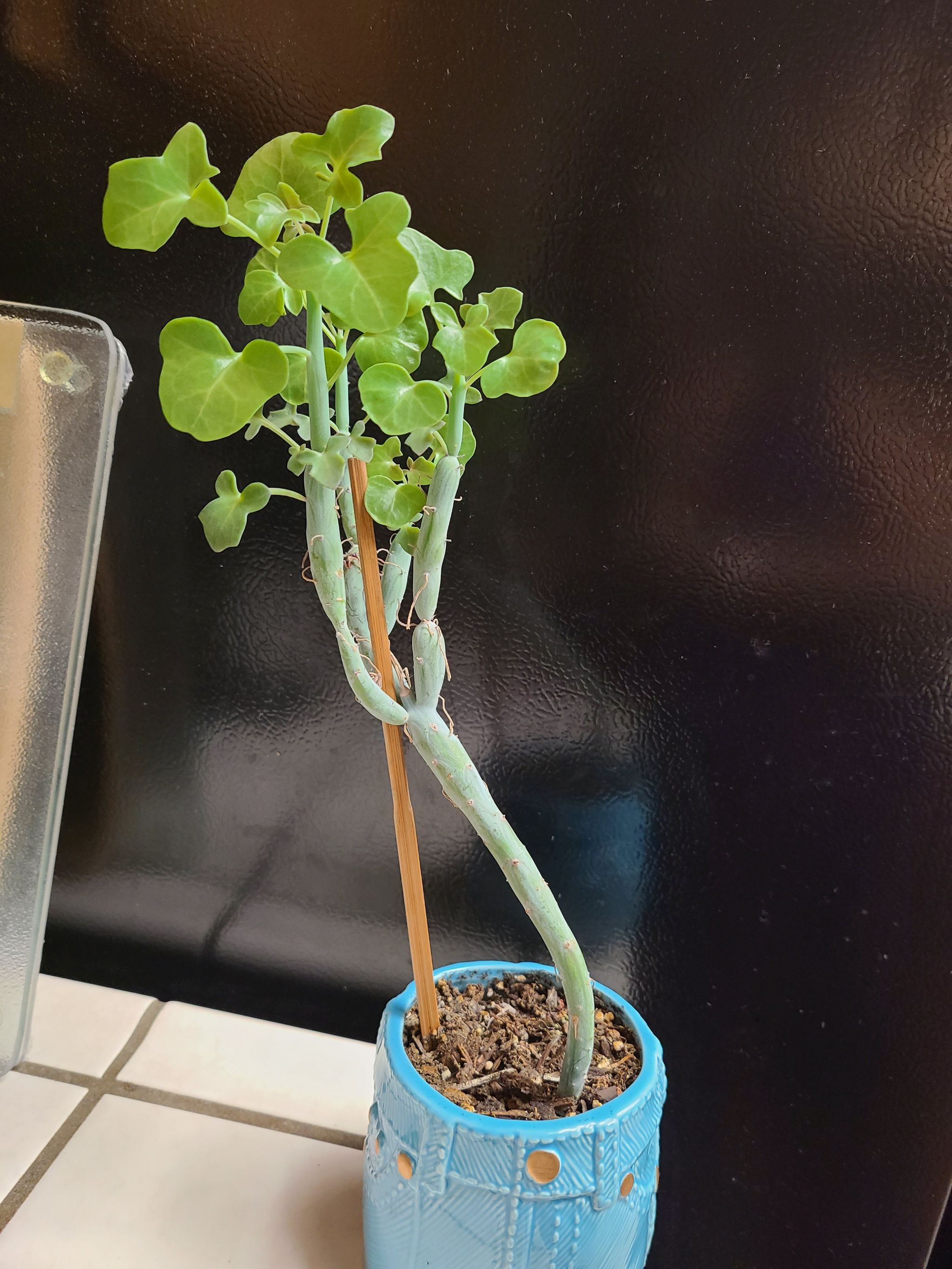 Photo of the plant species Swizzle Sticks by Vali named Pickle on Greg, the plant care app