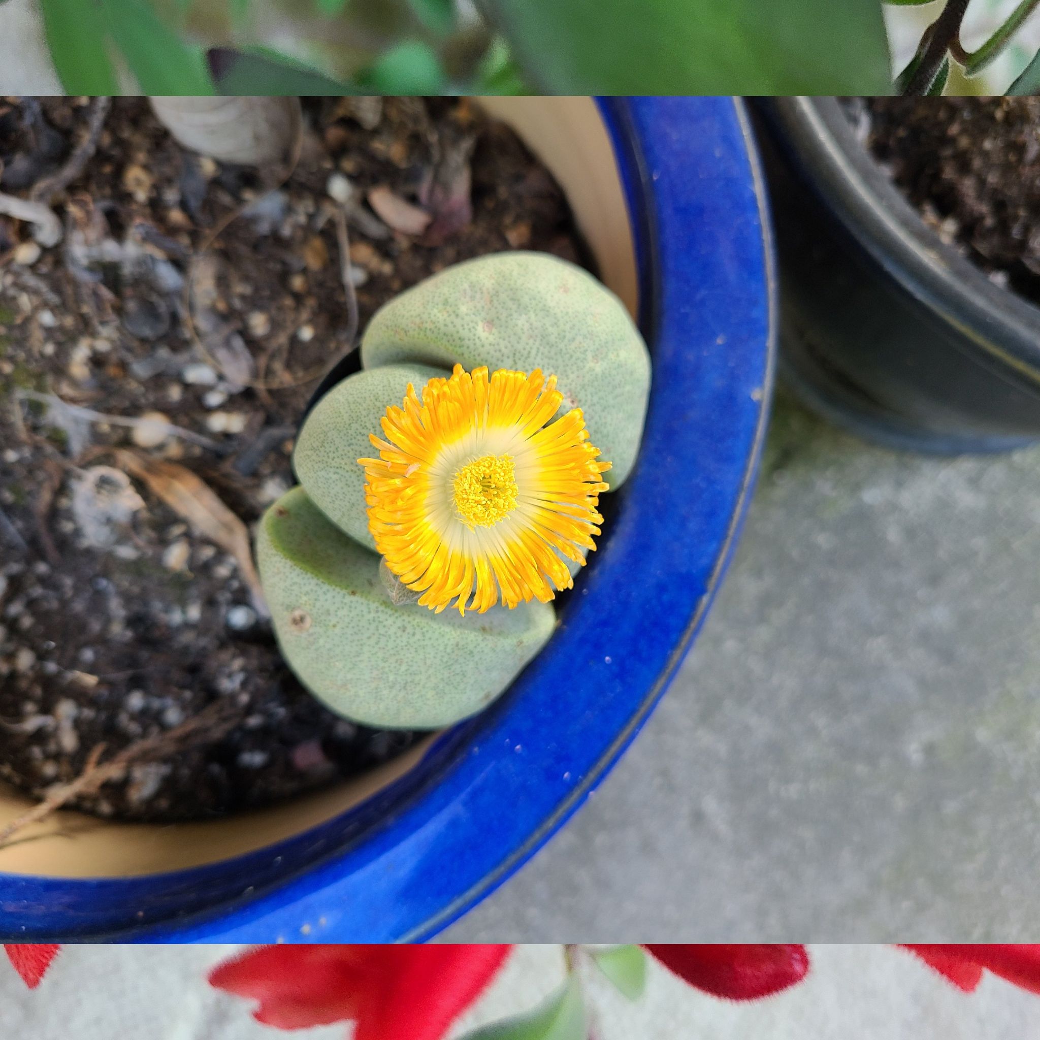 Photo of the plant species Living Stones by Vali named Rocky on Greg, the plant care app