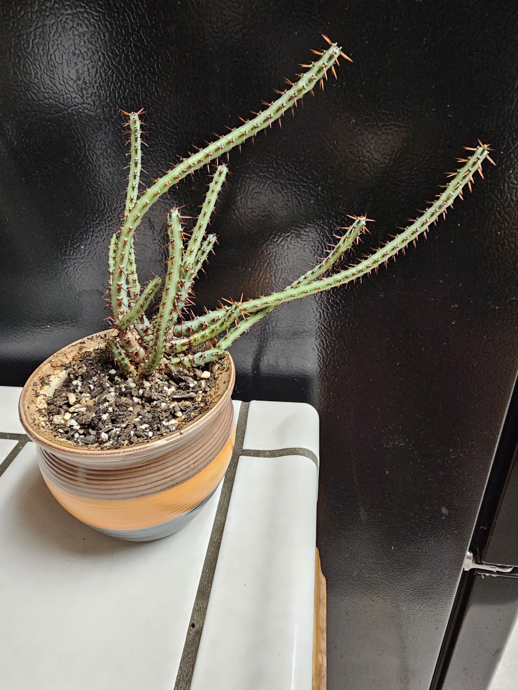 Photo of the plant species Euphorbia louwii by Vali named Kobe on Greg, the plant care app