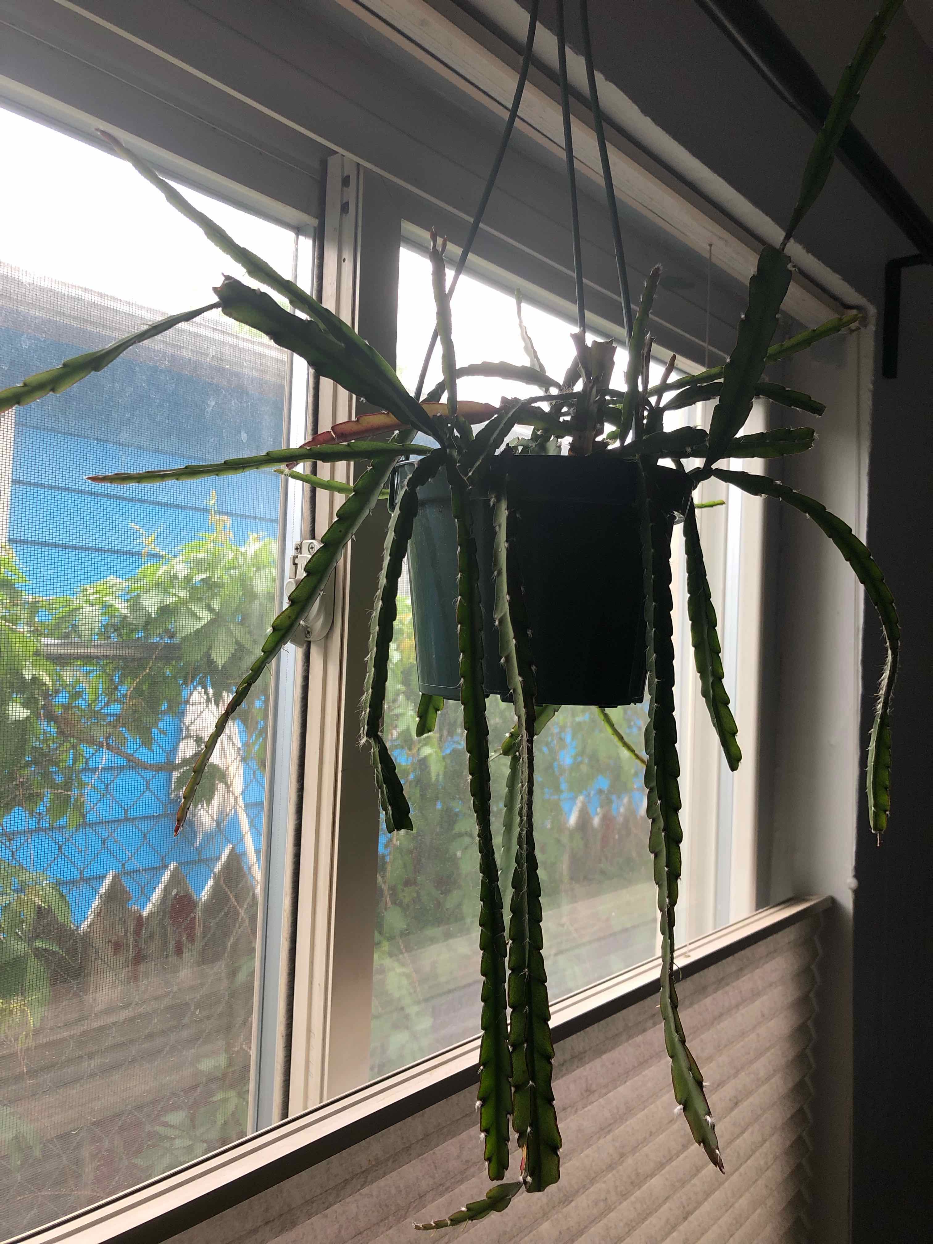 Hanging Red Orchid Cactus with long, segmented green stems near a window.
