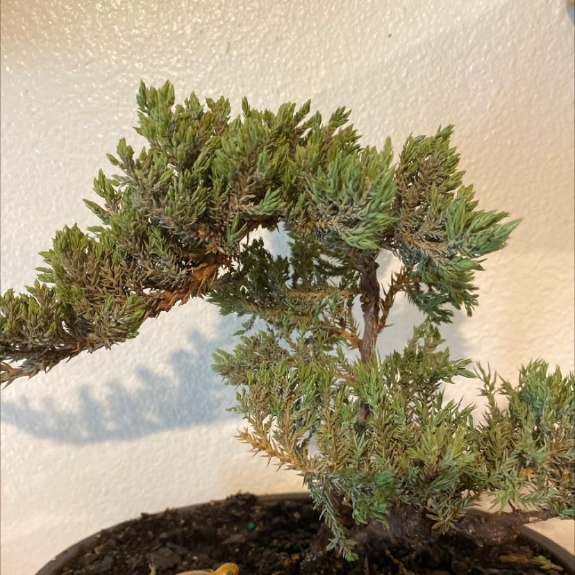Bonzai