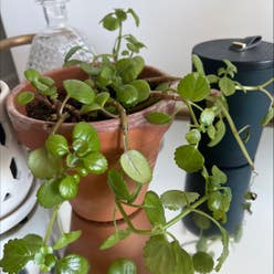 Swedish Ivy plant