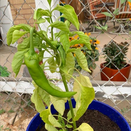Photo of the plant species Anaheim Pepper by Teachabletomato named Maya on Greg, the plant care app