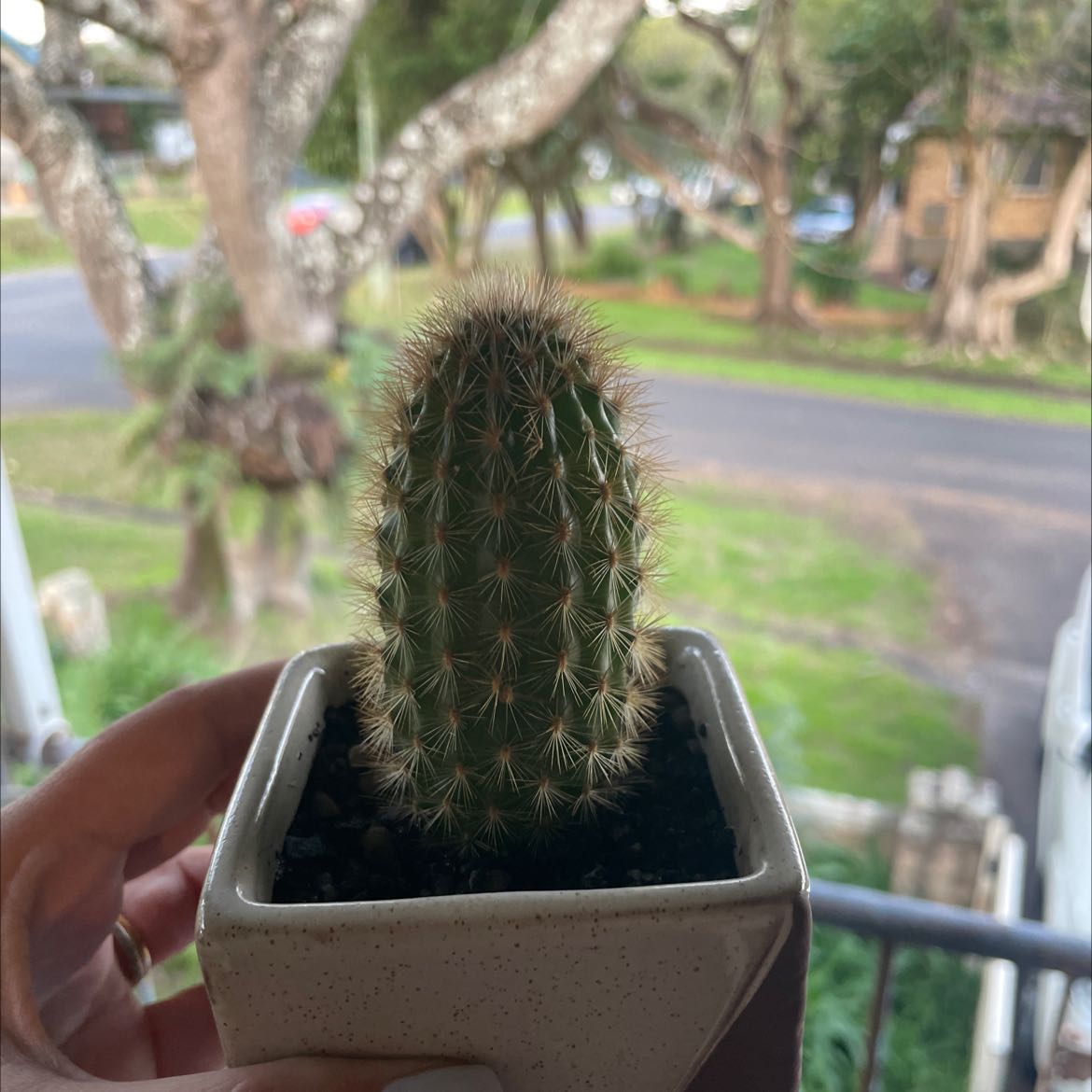 Photo of the plant species Haageocereus decumbens by @mysugaredlife named Spike on Greg, the plant care app