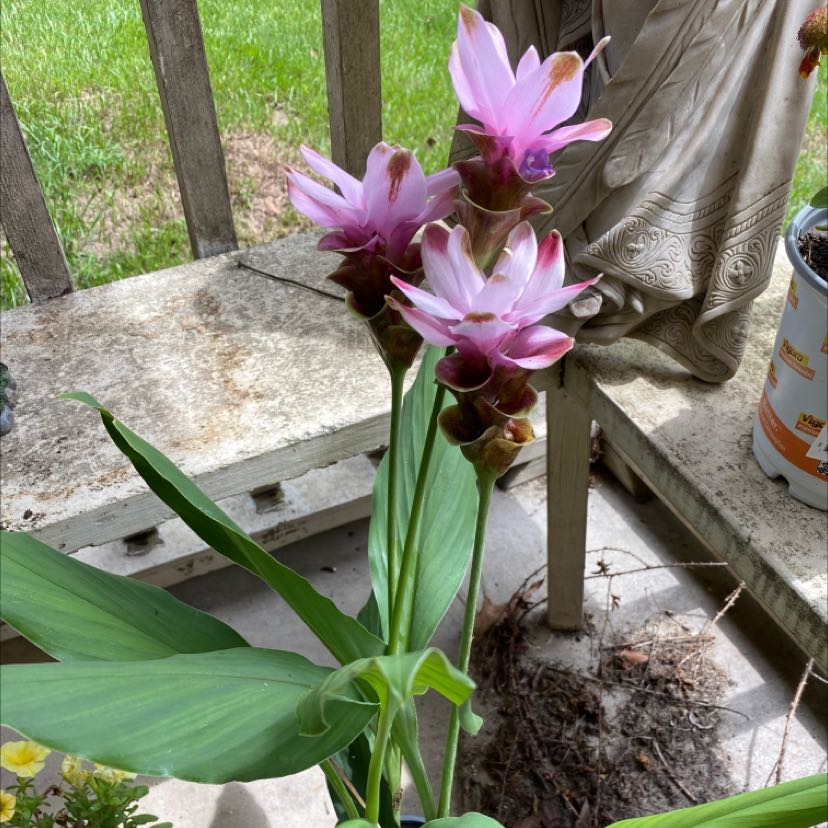 Siam tulip plant with pink flowers and some browning, well-framed and centered.