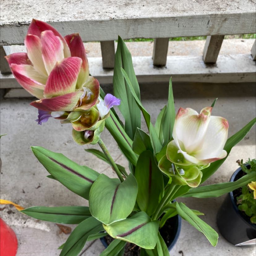 Siam tulip plant with vibrant flowers and healthy green leaves in a pot.