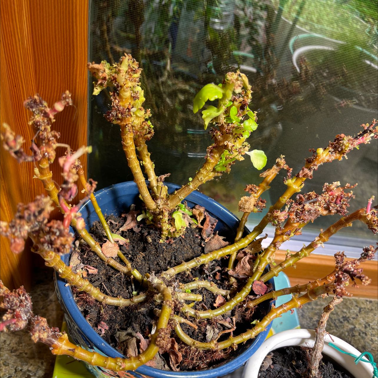 Plant care for Portulacaria afra 'Topiary Tree Single Stem' on Greg, the plant care app