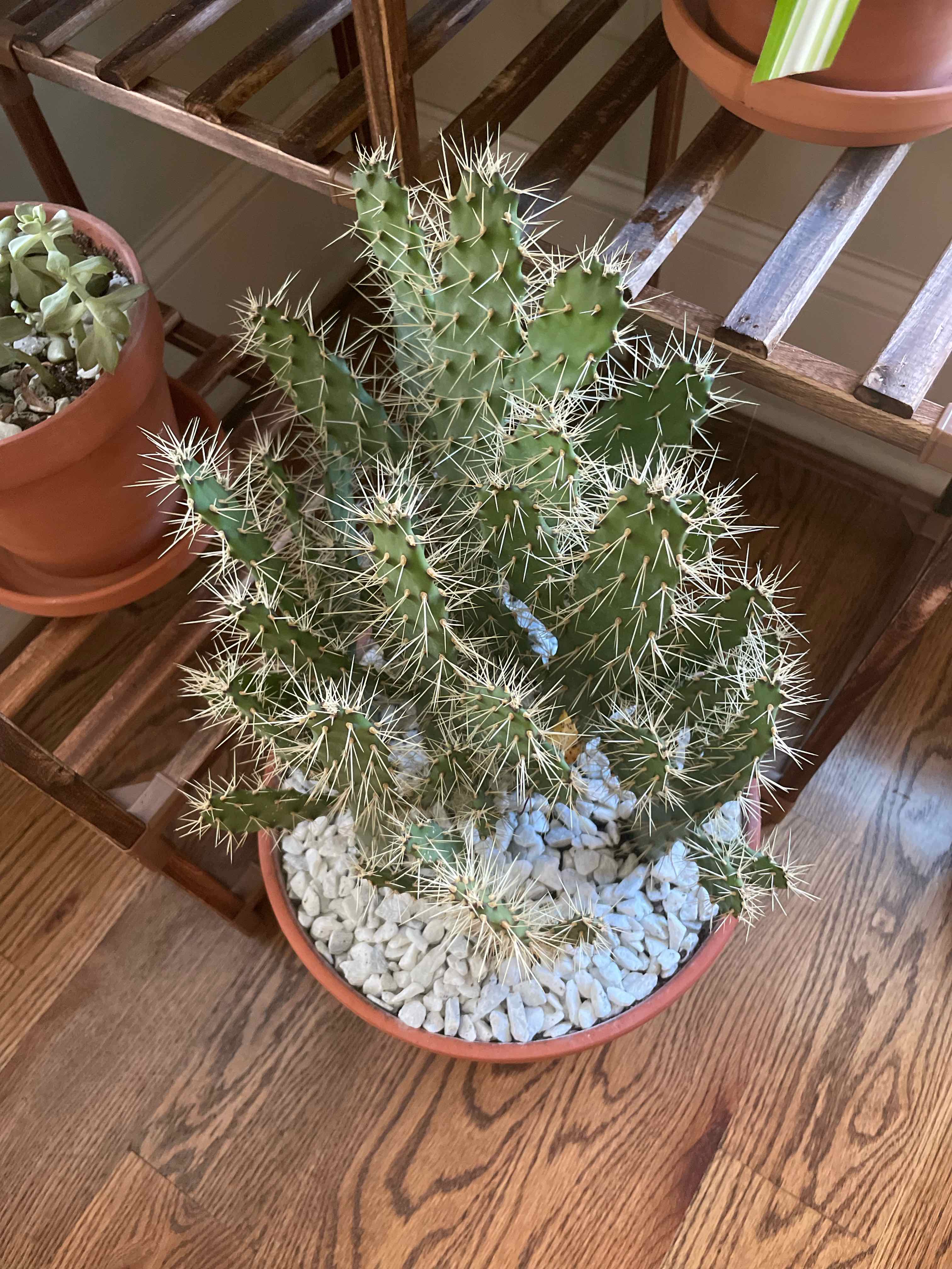 Brownspine Prickly Pear cactus in a pot with white stones, healthy and well-framed.