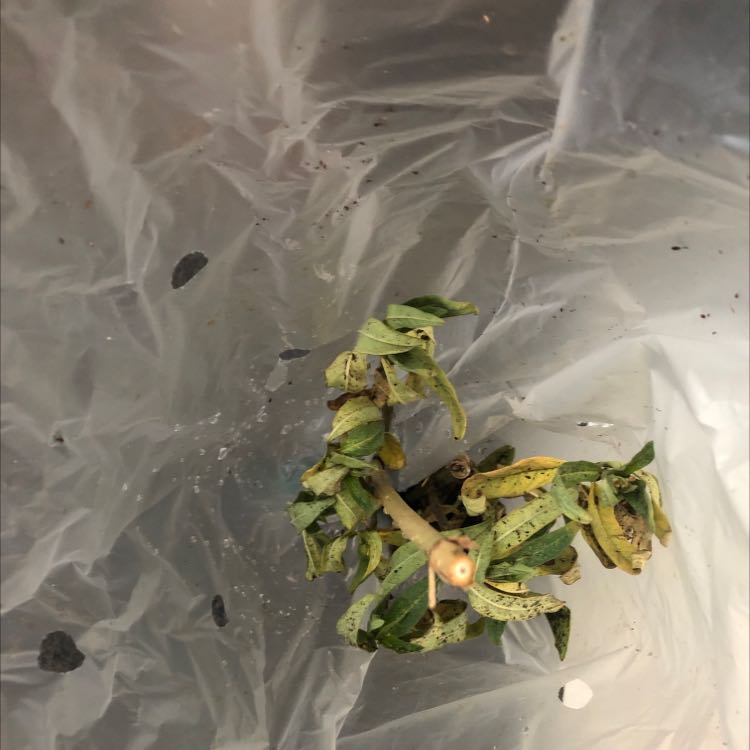 Common Milkweed plant with yellowing and browning leaves on a plastic surface.