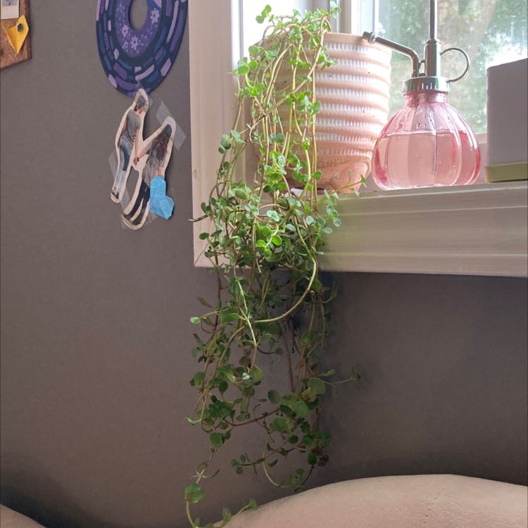 Photo of the plant species Sedum spurium 'John Creech' by @ConsciousMahoe named juanita on Greg, the plant care app