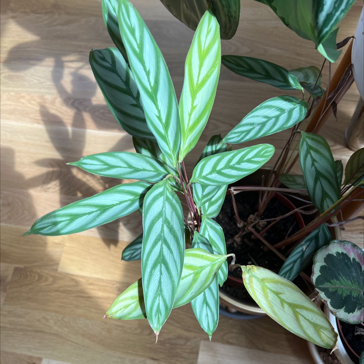 Photo of the plant species Never Never Plant by @SportSilktree named LR 3 on Greg, the plant care app