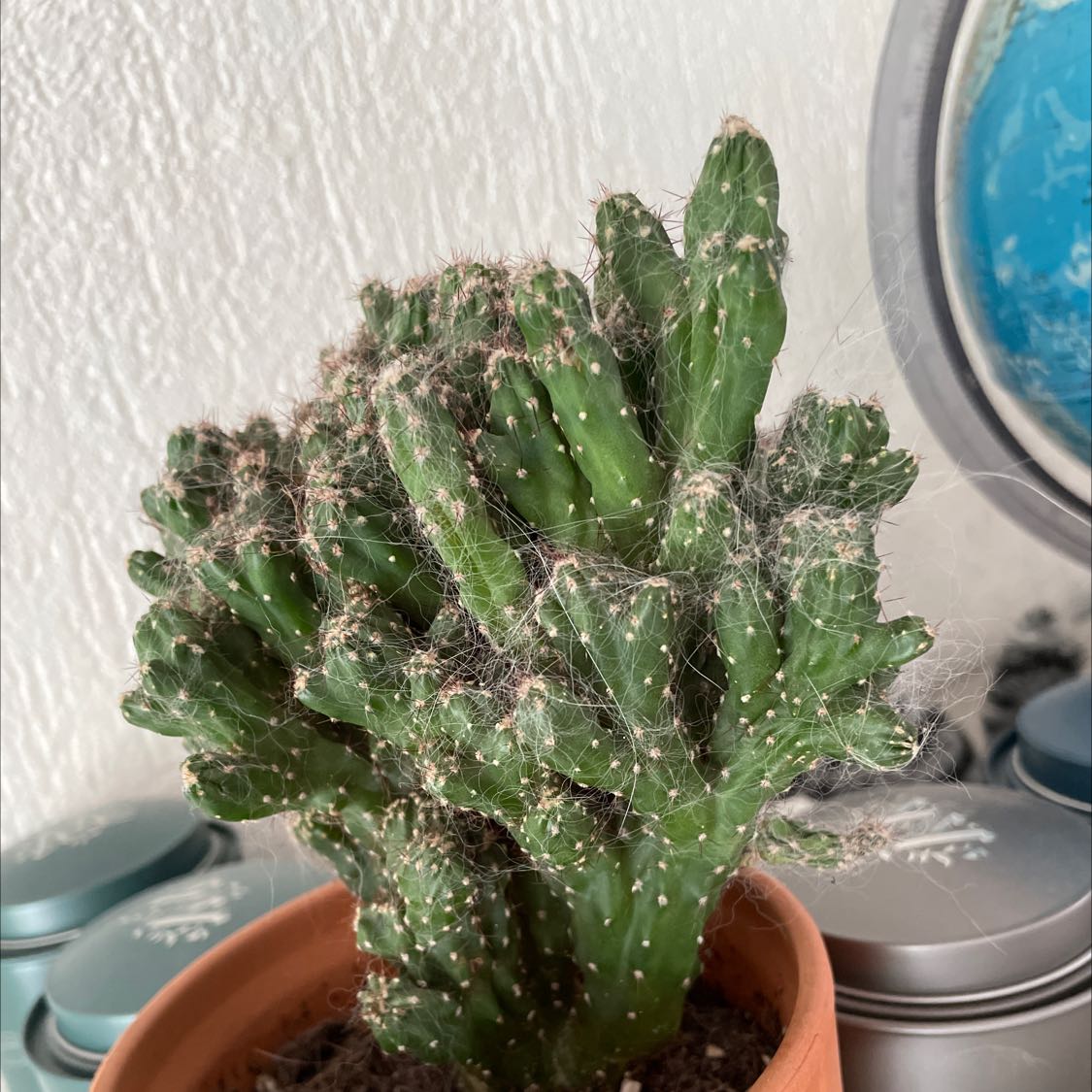 Peruvian Apple Cactus Monstrose in a small pot, healthy and well-framed.