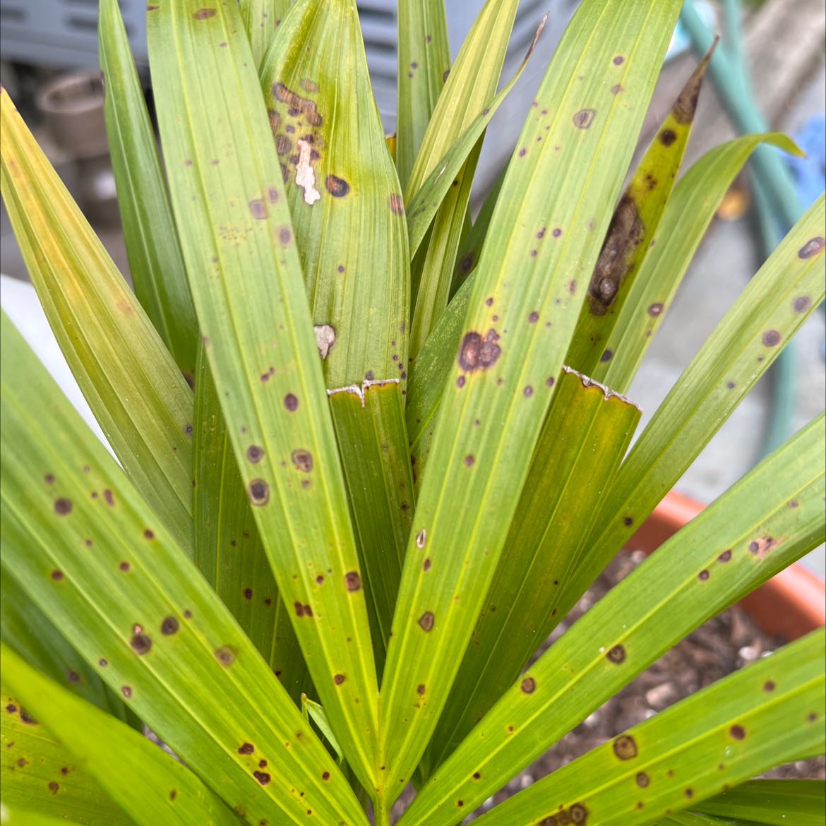 Canary Island Date Palm with black spots and yellowing leaves in a pot.