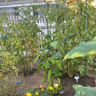 Pepper Plant plant in Danvers, Massachusetts