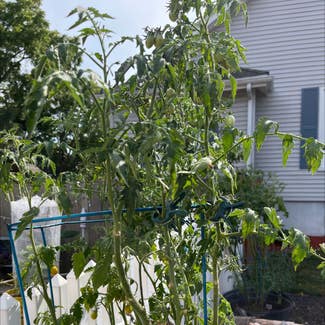 Tomato Plant plant in Danvers, Massachusetts