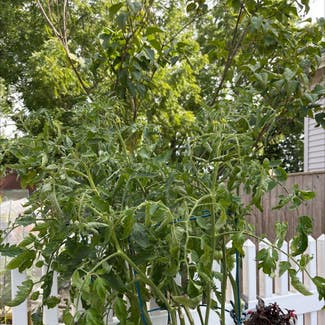 Tomato Plant plant in Danvers, Massachusetts