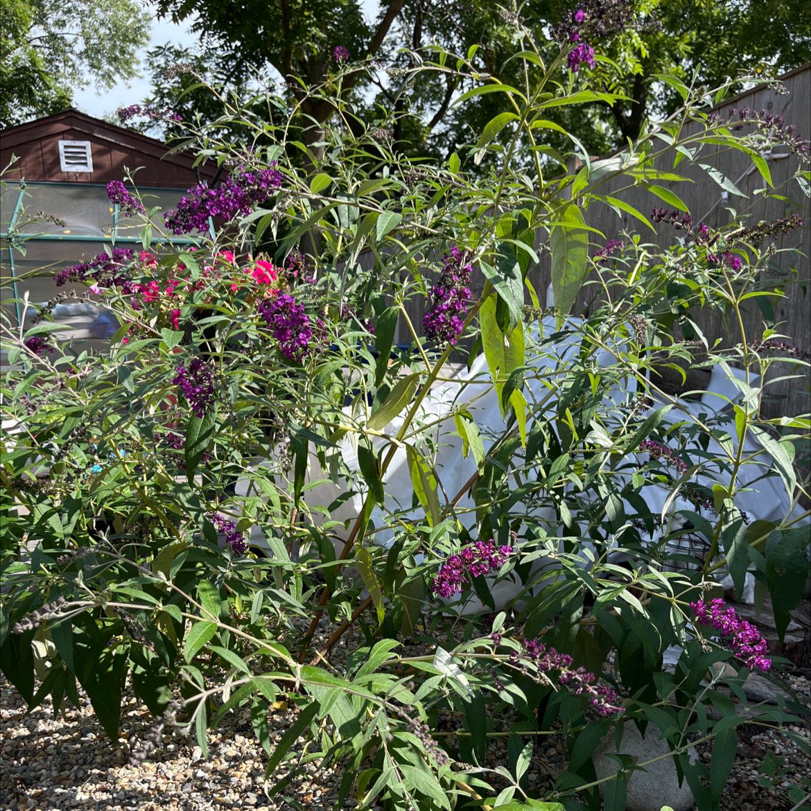 Orange Eye Butterflybush with vibrant purple flowers in a garden setting.