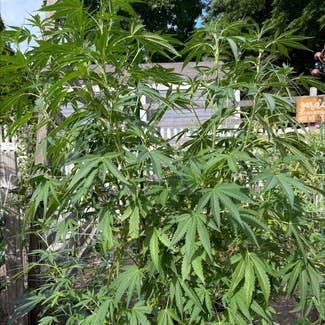 Marijuana plant in Danvers, Massachusetts