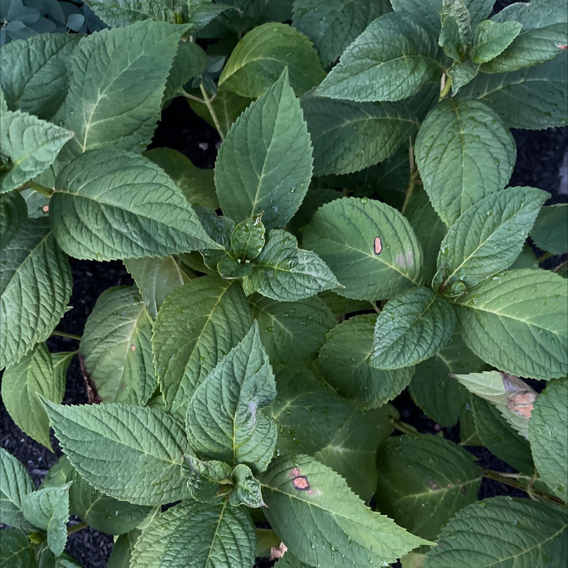 Photo of the plant species French Hydrangea by @UrbaneRedsky named Your plant on Greg, the plant care app