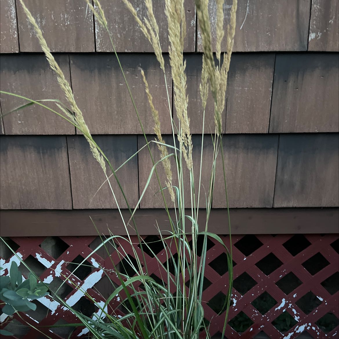 Photo of the plant species Bluejoint by @UrbaneRedsky named Your plant on Greg, the plant care app