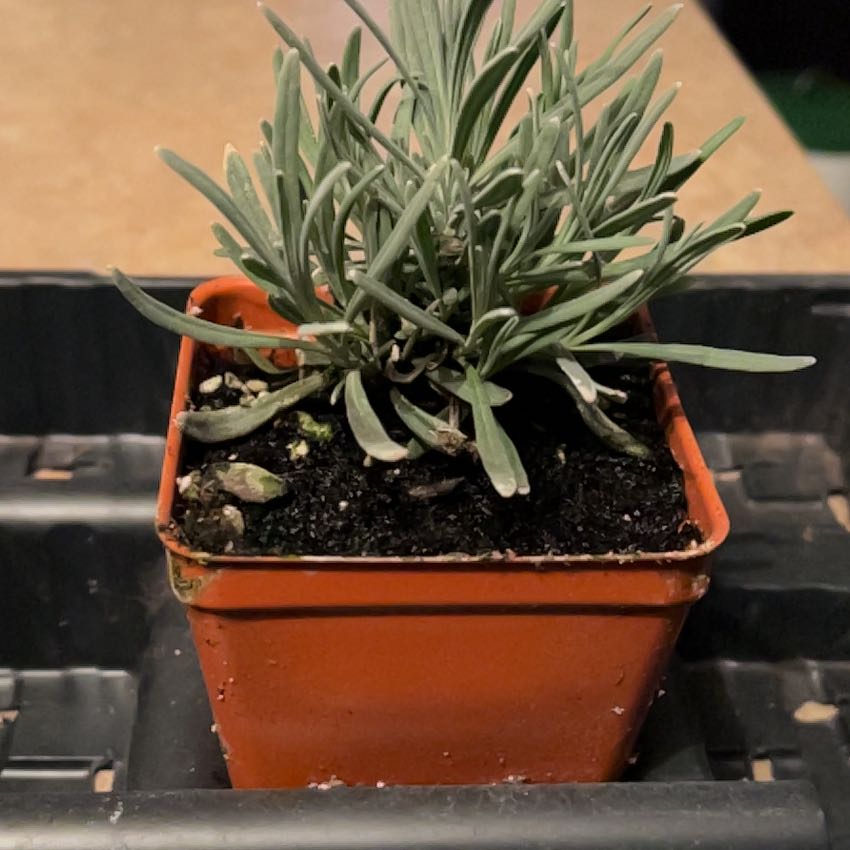 Photo of the plant species Lavender 'Phenomenal' by @SaviorNeslia named Stella on Greg, the plant care app