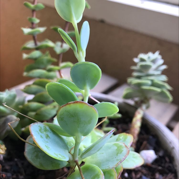 October Daphne succulent with round green leaves, slight browning at edges, in a pot with visible soil.