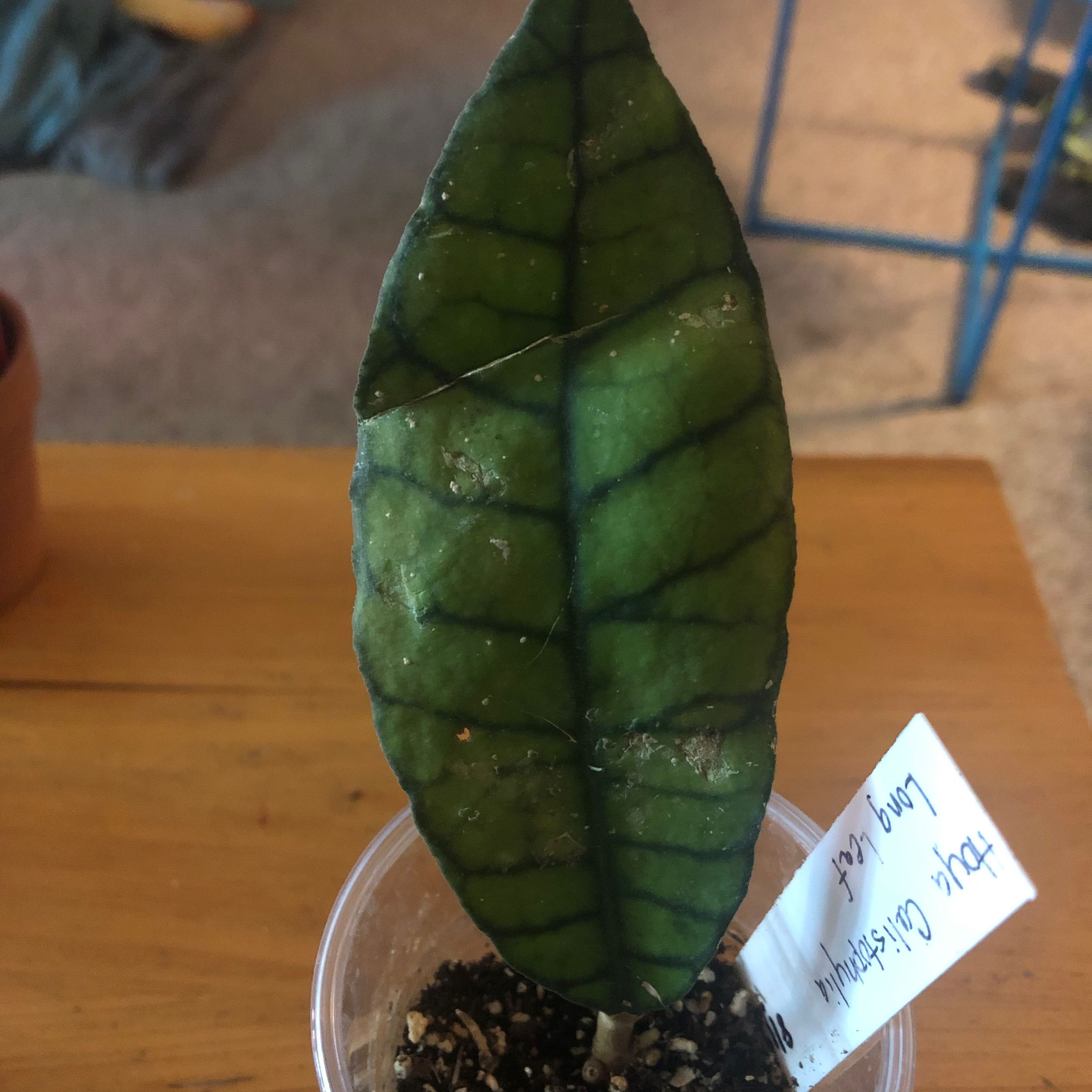 Single leaf of a Stiff Leafed Hoya in a small pot with visible soil.