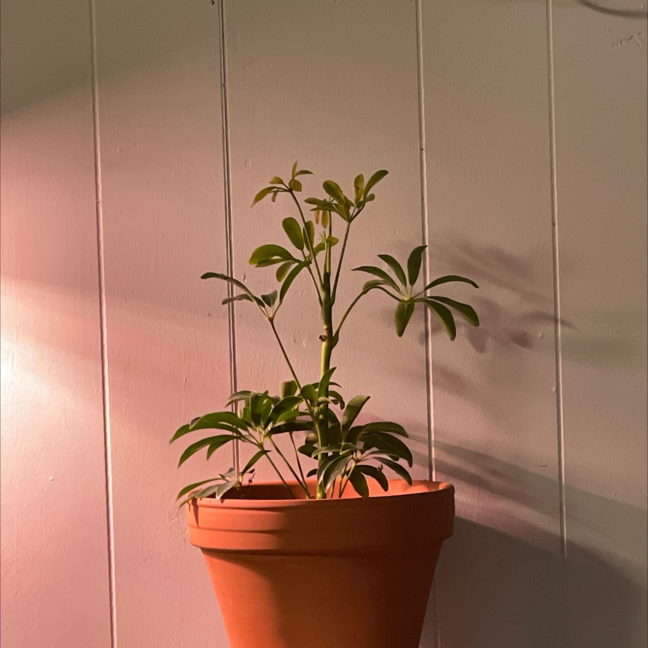 Photo of the plant species Dwarf Umbrella Tree by @SimpleSage named Daphnie on Greg, the plant care app