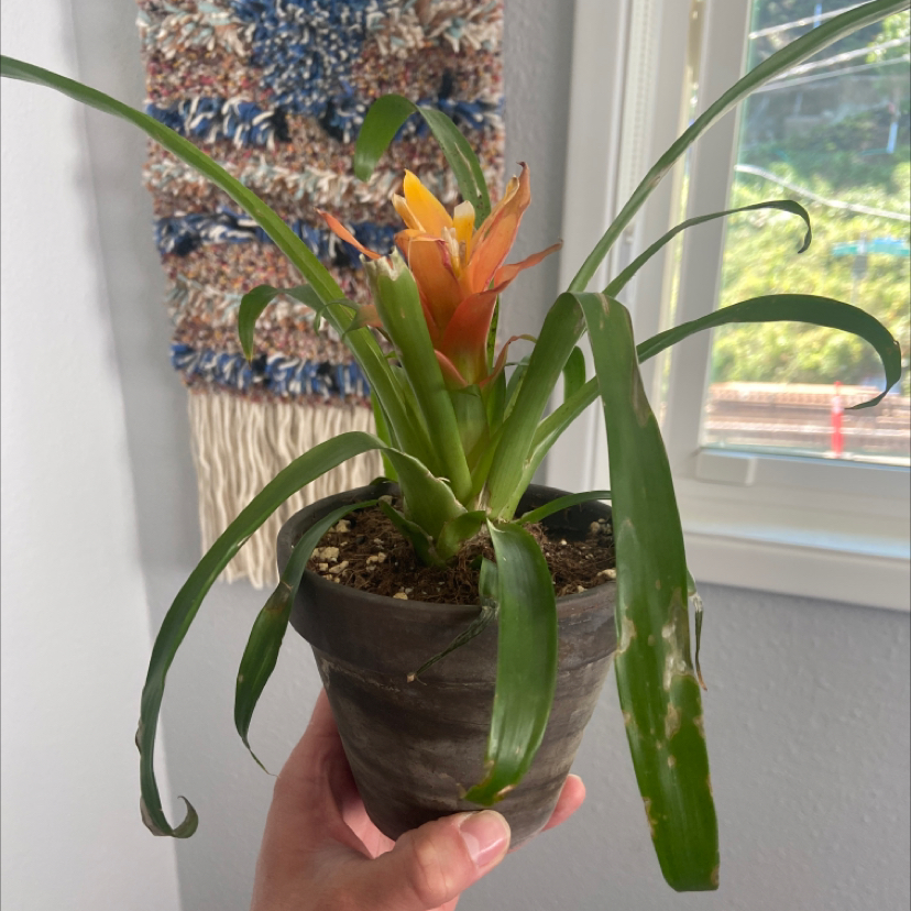 Guzmania Bromeliad plant in a pot with orange and yellow flower, held by a hand.