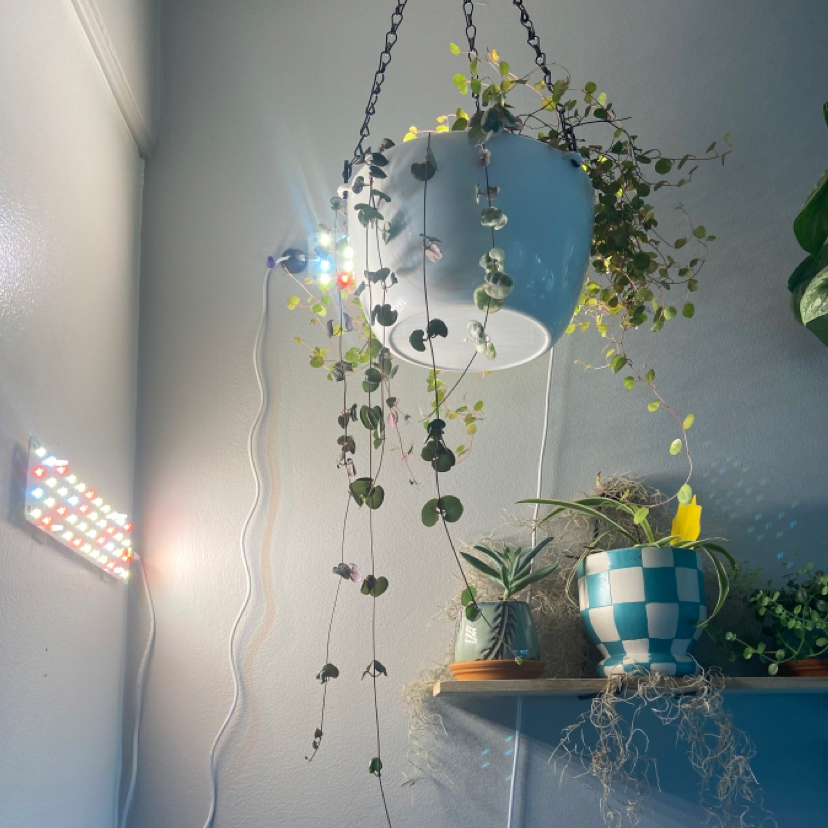 Variegated String of Hearts plant hanging in a white pot with trailing vines, alongside other plants and a grow light.