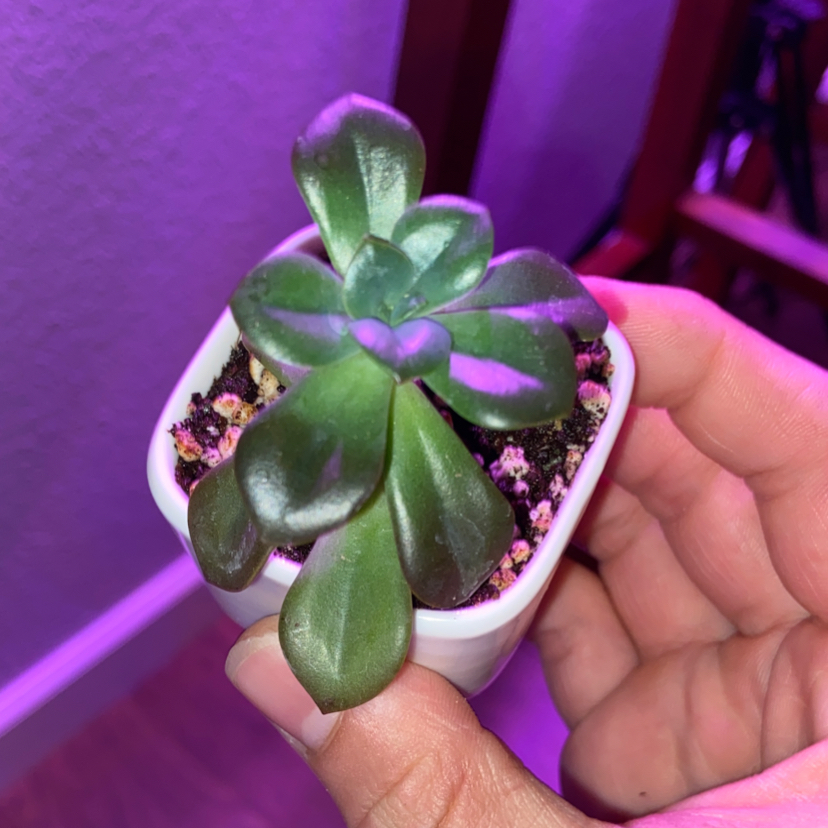 Echeveria 'Chroma' plant in a white pot held by a hand, with visible soil.
