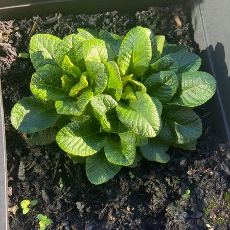 Photo of the plant species Common Primrose by Newpoort named Apollo on Greg, the plant care app