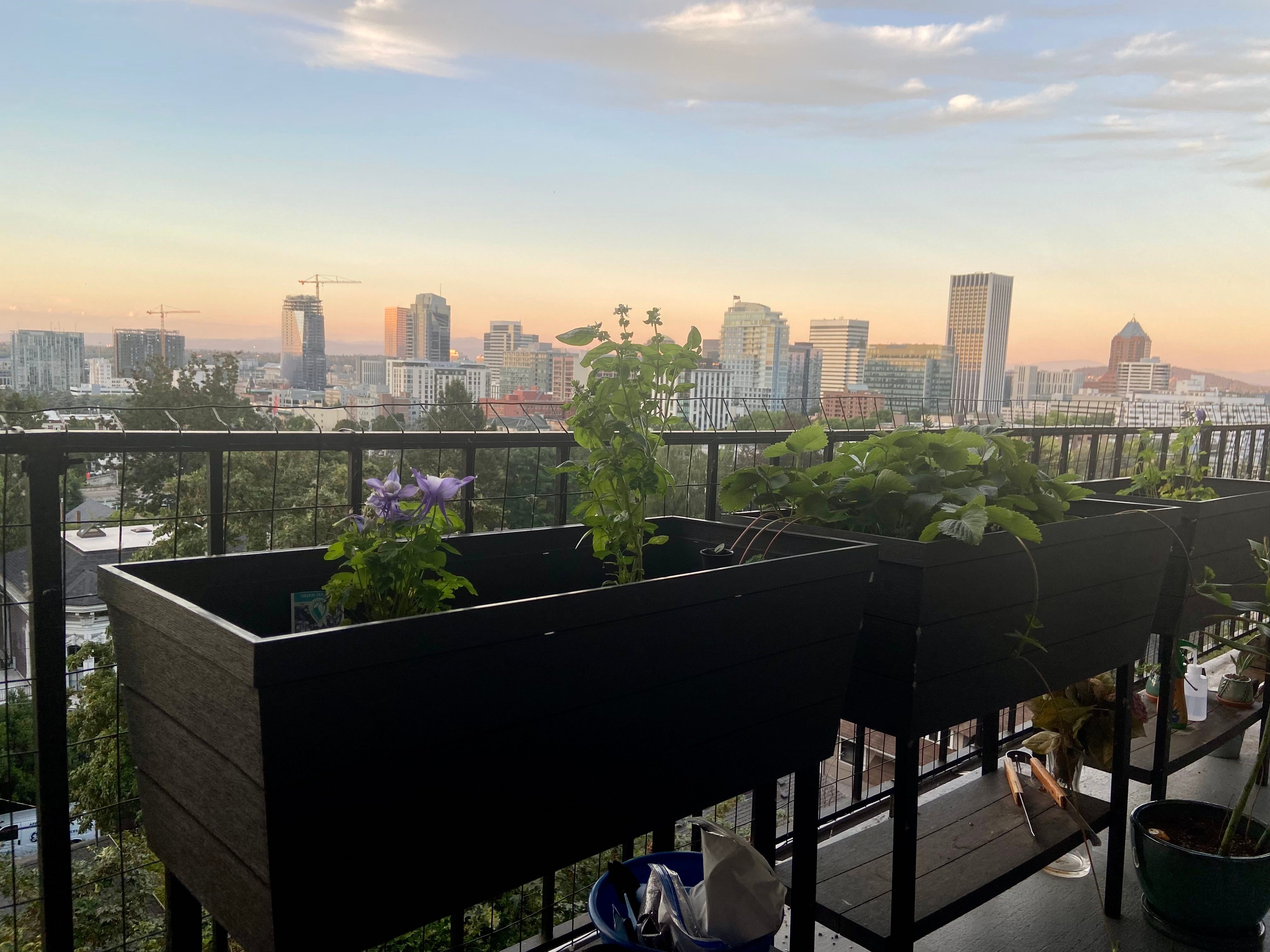 Keep Your Hartweg's Columbine Alive Light, Water & Care Instructions