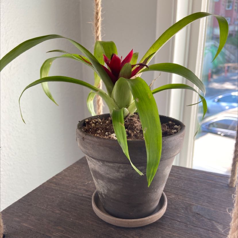 Guzmania Bromeliad in a pot with a red flower and green leaves.