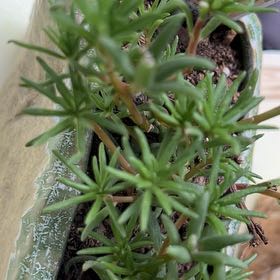 Photo of the plant species Portulaca grandiflora 'Yellow' by @GemBowerwattle named Curie on Greg, the plant care app