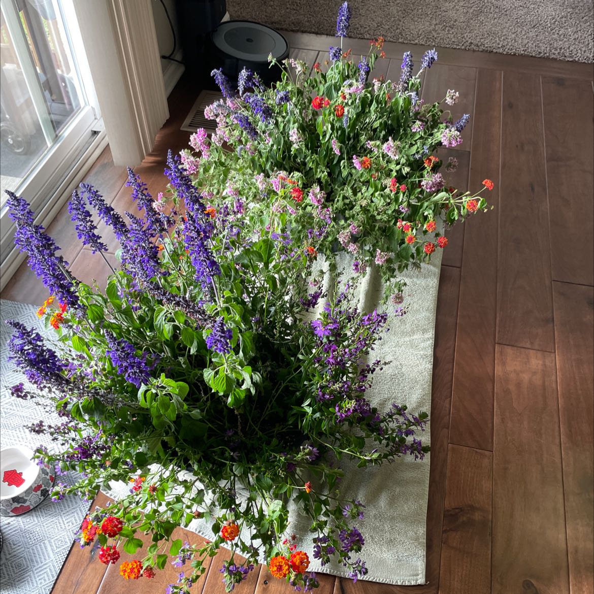 Clusters of Mealycup Sage with vibrant purple flowers on a wooden floor.