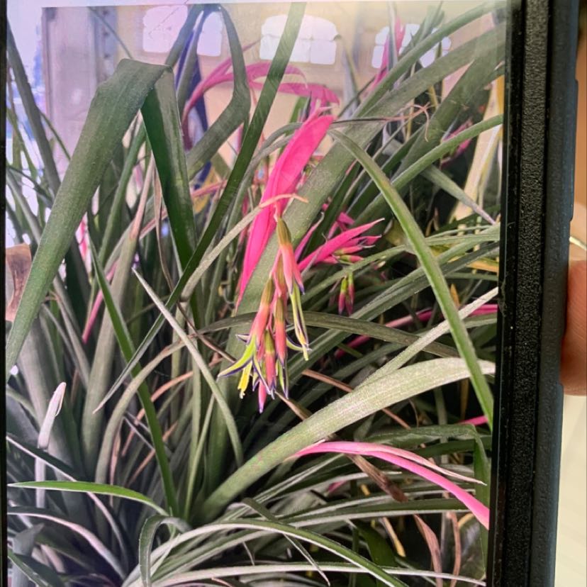 Queen's Tears plant with vibrant pink and green leaves, flowering.