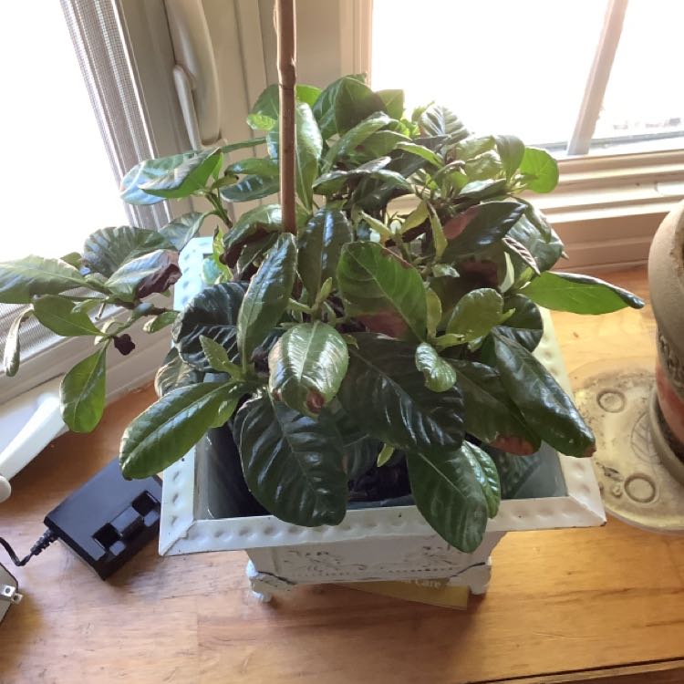 Photo of the plant species Kleim's Hardy Gardenia by @AppetizingSedge named Your plant on Greg, the plant care app