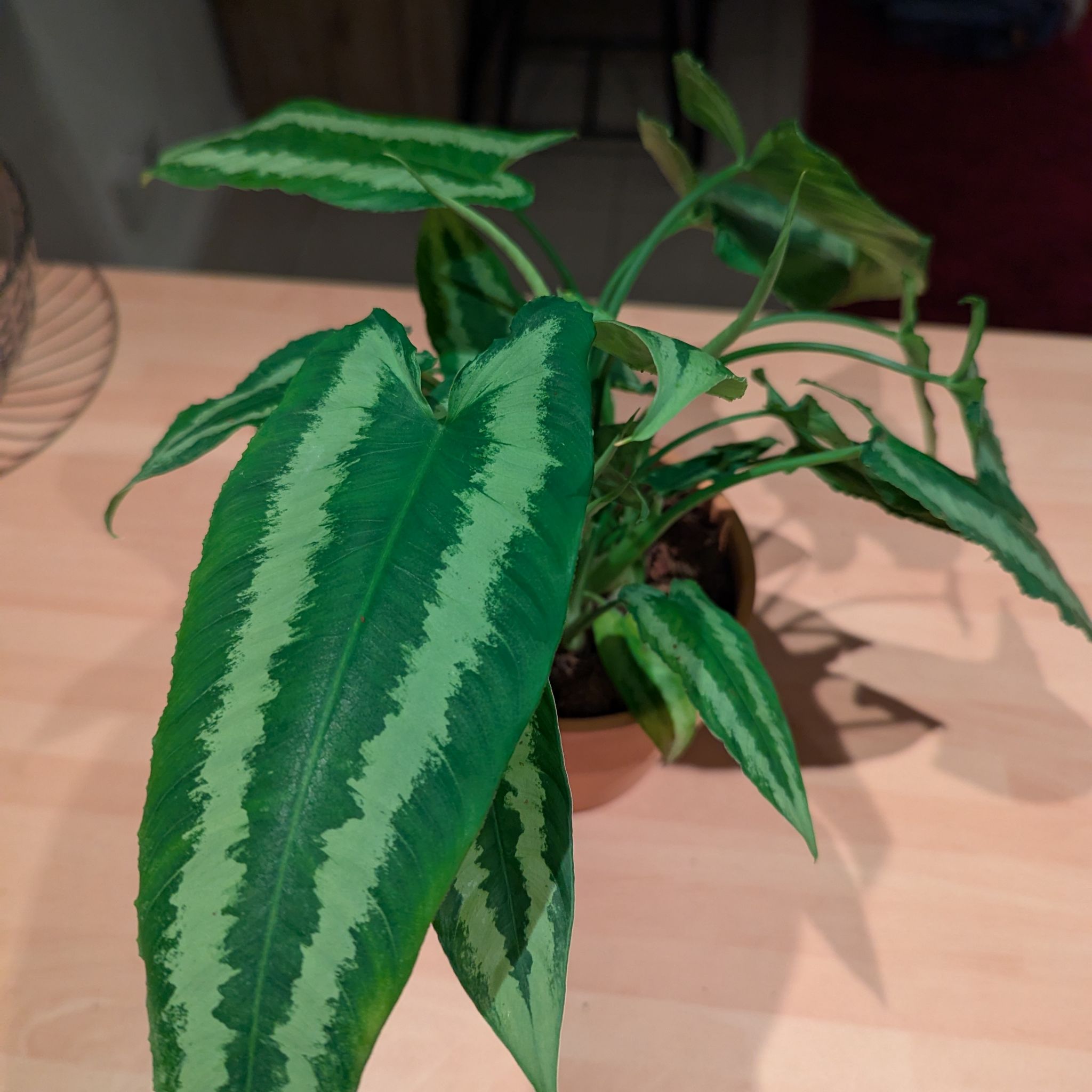 Spike Leaves