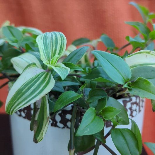 Photo of the plant species green and white tradescantia by @agojiemilaje named Frankie on Greg, the plant care app