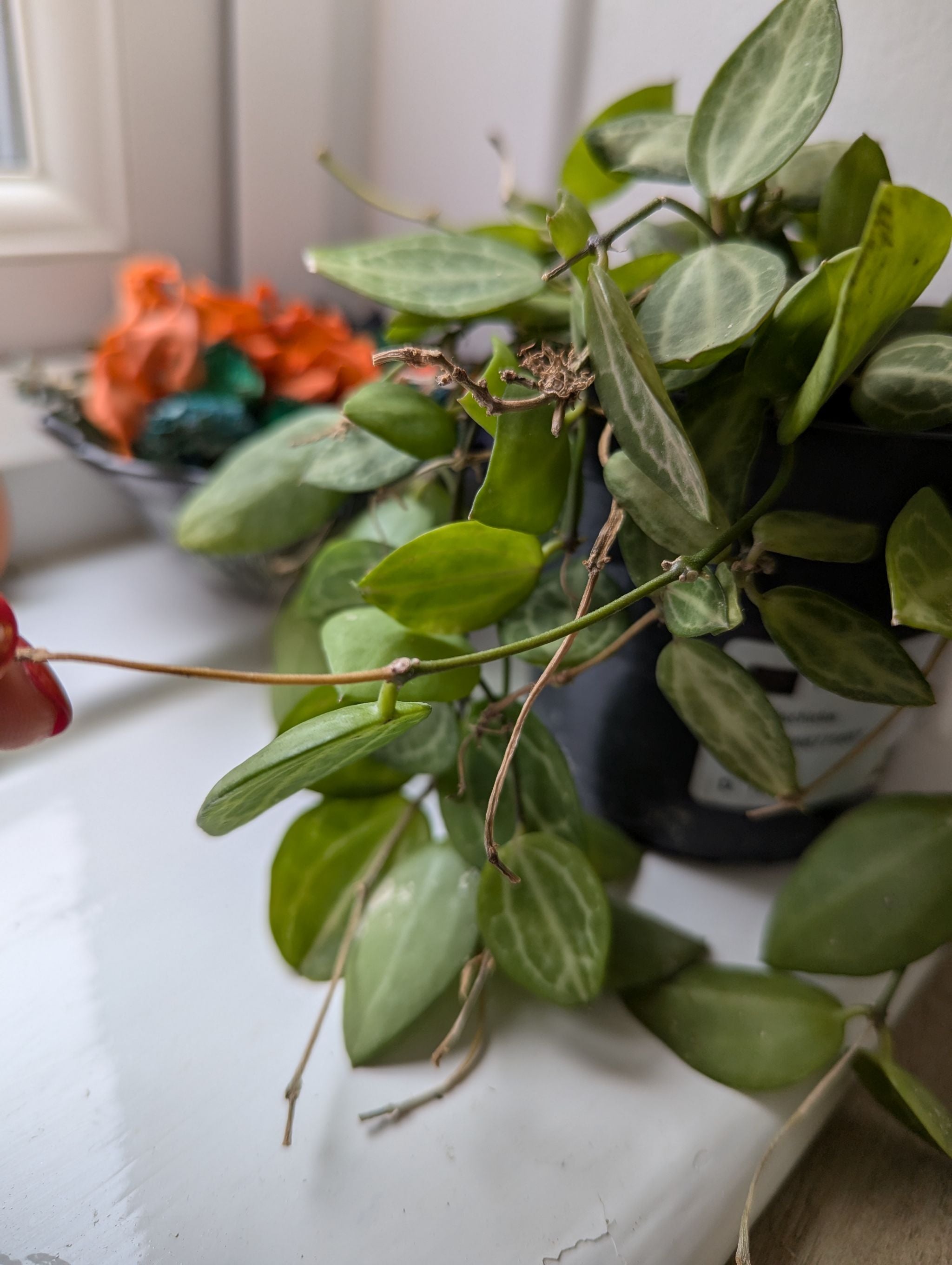 🔍 What to Do About Black Spots on Your Dischidia